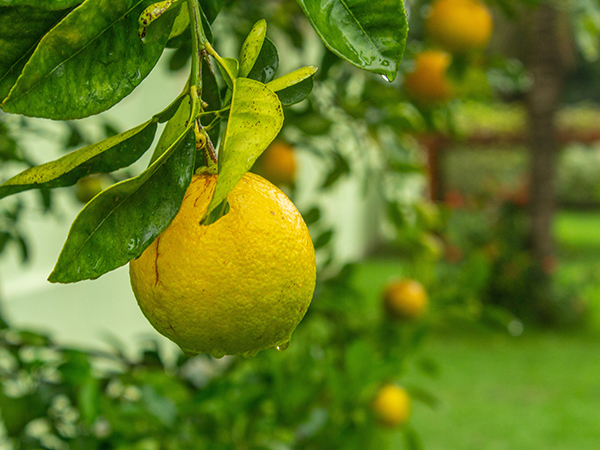 基金项目：四川柑橘产业发展现状与对策建议