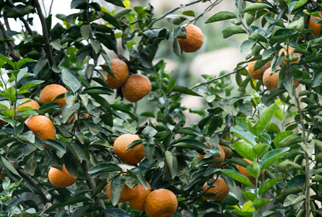 青神：千亩柑橘喜迎丰收 集体经济助力销售