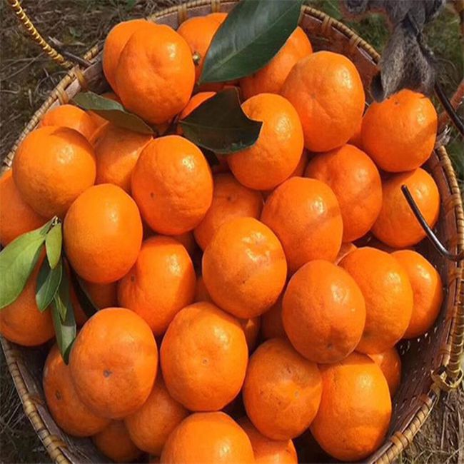基金项目：四川柑橘产业发展现状与对策建议(图2)
