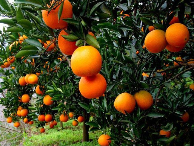 基金项目：四川柑橘产业发展现状与对策建议(图4)